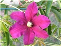 clematis niobe2
